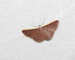 Idaea inversata