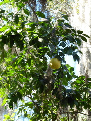 Citrus paridisi