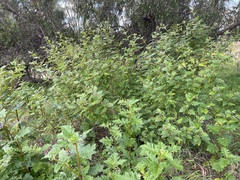Solanum mitchellianum