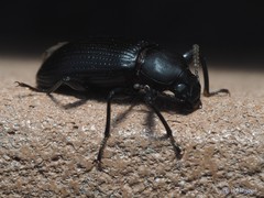 Derosphaerus sinensis