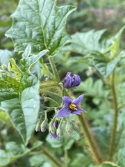 Solanum mitchellianum