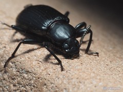 Derosphaerus sinensis