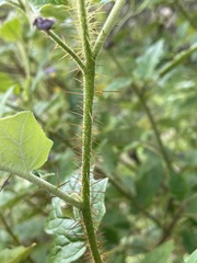 Solanum mitchellianum