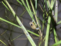 Scinax fuscomarginatus