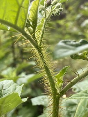 Solanum mitchellianum