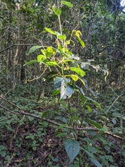 Pavonia sepium