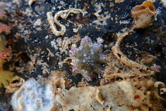 Aquilonastra anomala