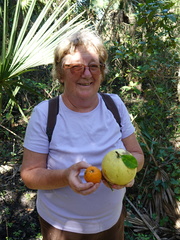 Citrus paridisi