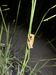 Dendropsophus nanus