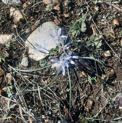 Androstephium coeruleum