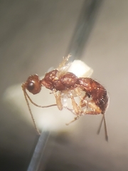 Doryctinae