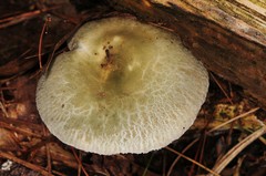 Russula parvovirescens