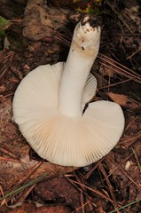 Russula parvovirescens