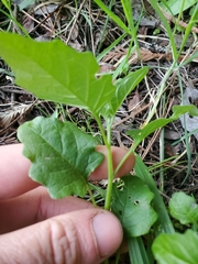 Solanum furcatum