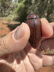 Temognatha parvicollis