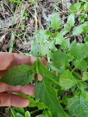 Solanum furcatum
