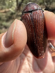 Temognatha parvicollis