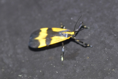 Lycomorphodes correbioides