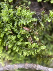 Callicladium imponens