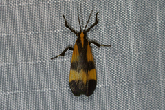 Lycomorphodes correbioides