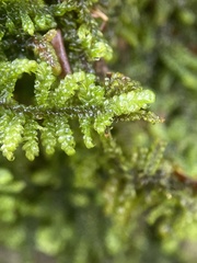 Callicladium imponens