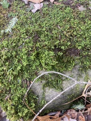 Callicladium imponens