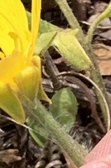 Ranunculus canus