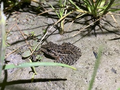 Leptodactylus fuscus