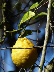 Citrus × taitensis
