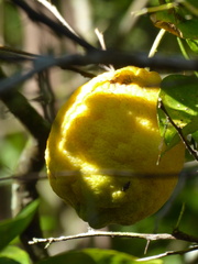 Citrus × taitensis