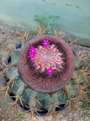 Melocactus