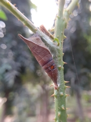 Papilioninae