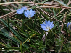Gentiana sedifolia