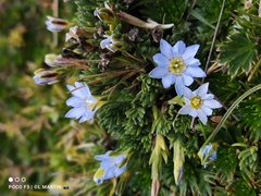 Gentiana sedifolia