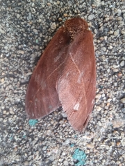 Automeris naranja
