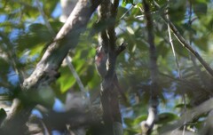 Piranga roseogularis