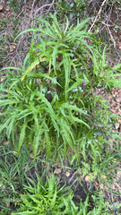 Malacothrix saxatilis