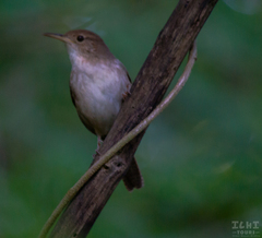 Troglodytes aedon beani