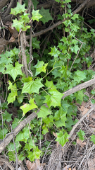 Delairea odorata
