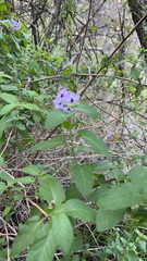 Solanum umbelliferum