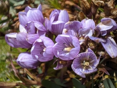 Gentianella foliosa