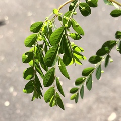 Phyllanthus tenellus