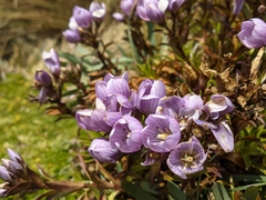 Gentianella foliosa