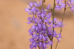 Thysanotus baueri