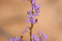 Thysanotus baueri