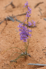 Thysanotus baueri