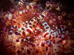 Periclimenes colemani