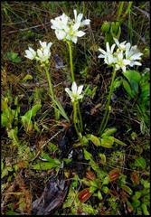 Dionaea muscipula