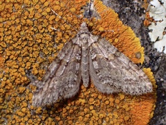 Hydriomena nubilofasciata