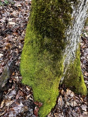 Claopodium rostratum